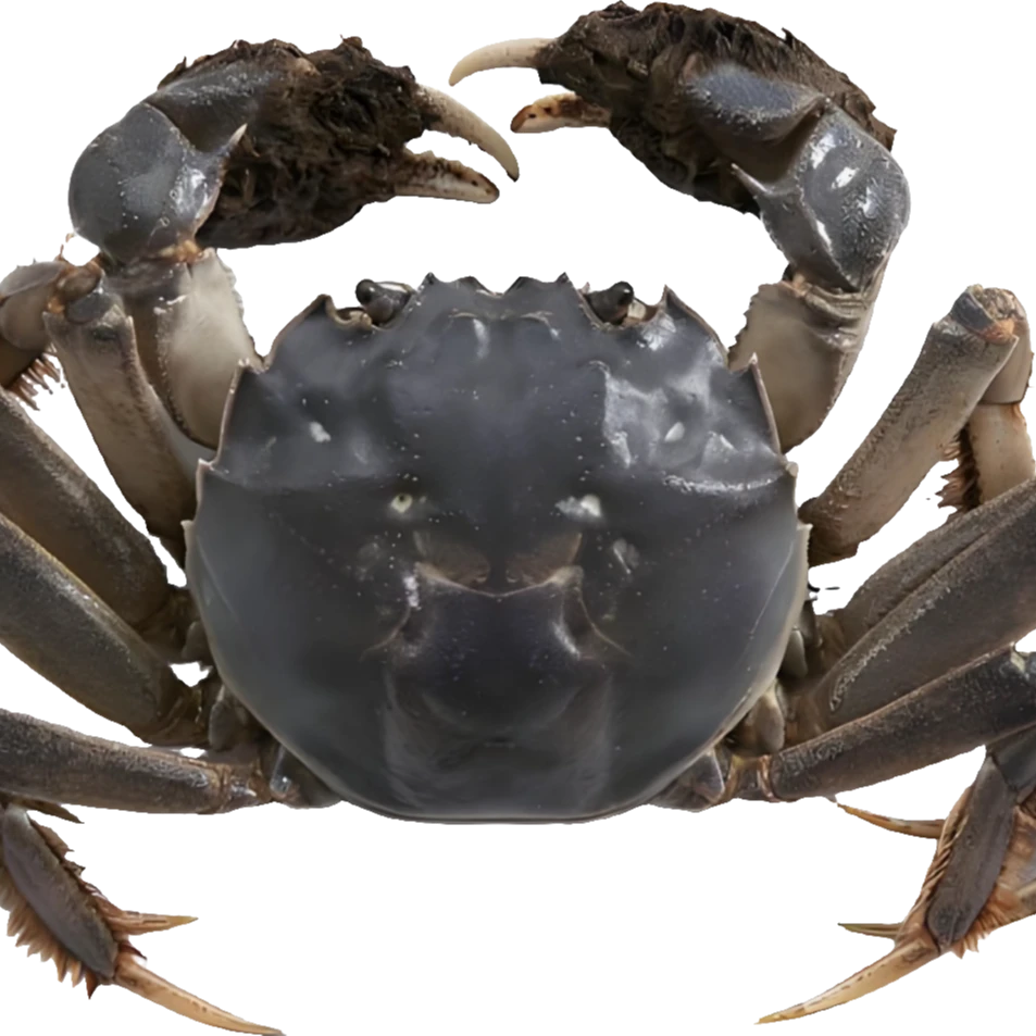 【10送6只】江苏青蟹1.2-1.5两 次日达 顺丰包邮W1