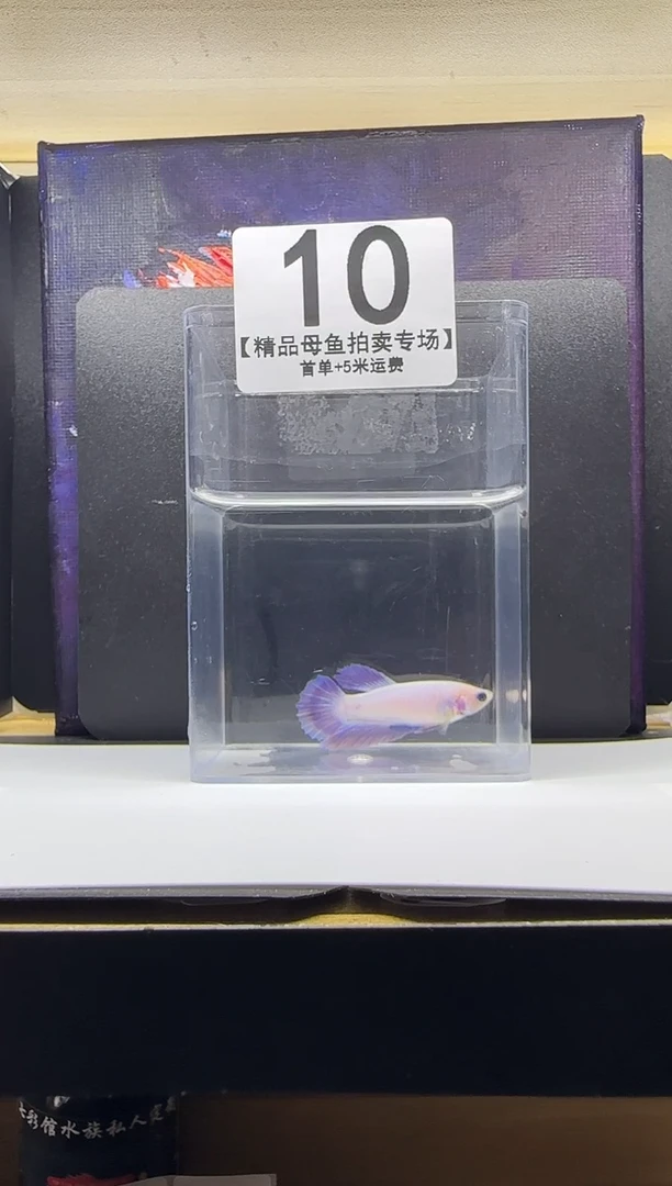 斗鱼母鱼编号：10