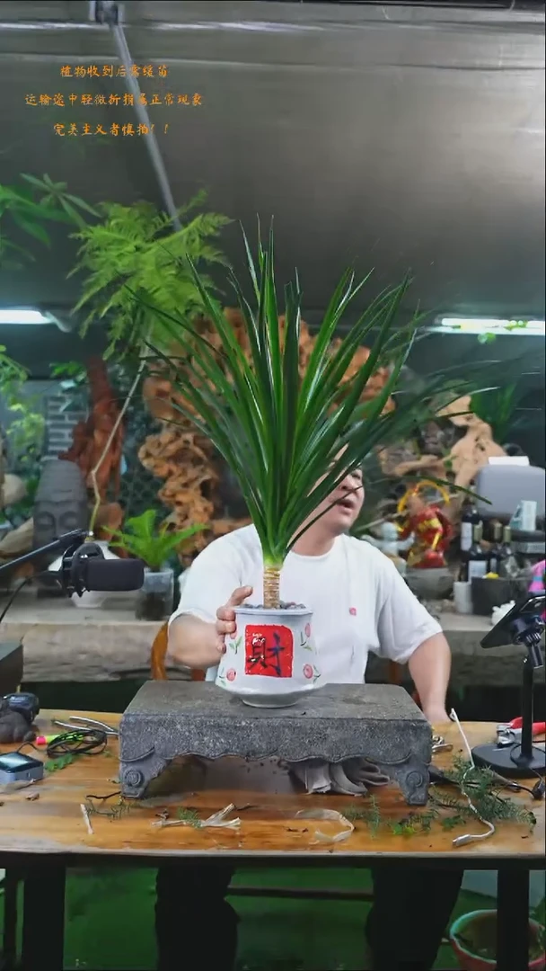 完全开放龙血树008+
