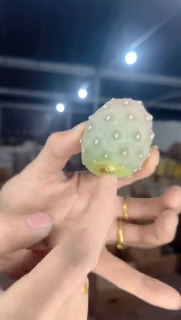 【闪购商品】习志野【无根】