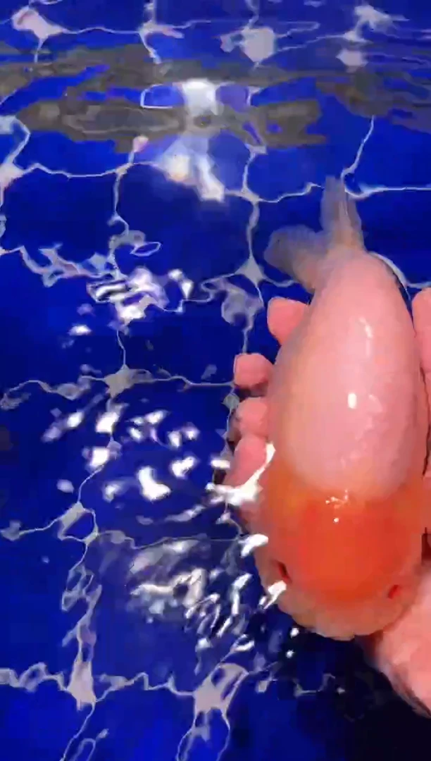 金鱼（运费自理，马印灯照射）福州追鱼兰寿金鱼