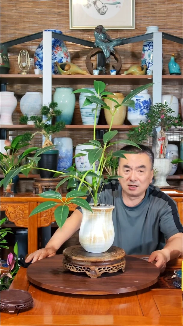 无花朵张*水之韵水培保萝