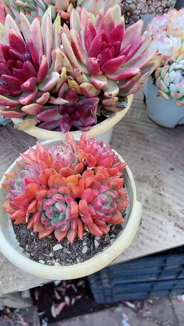 【闪购商品】16091