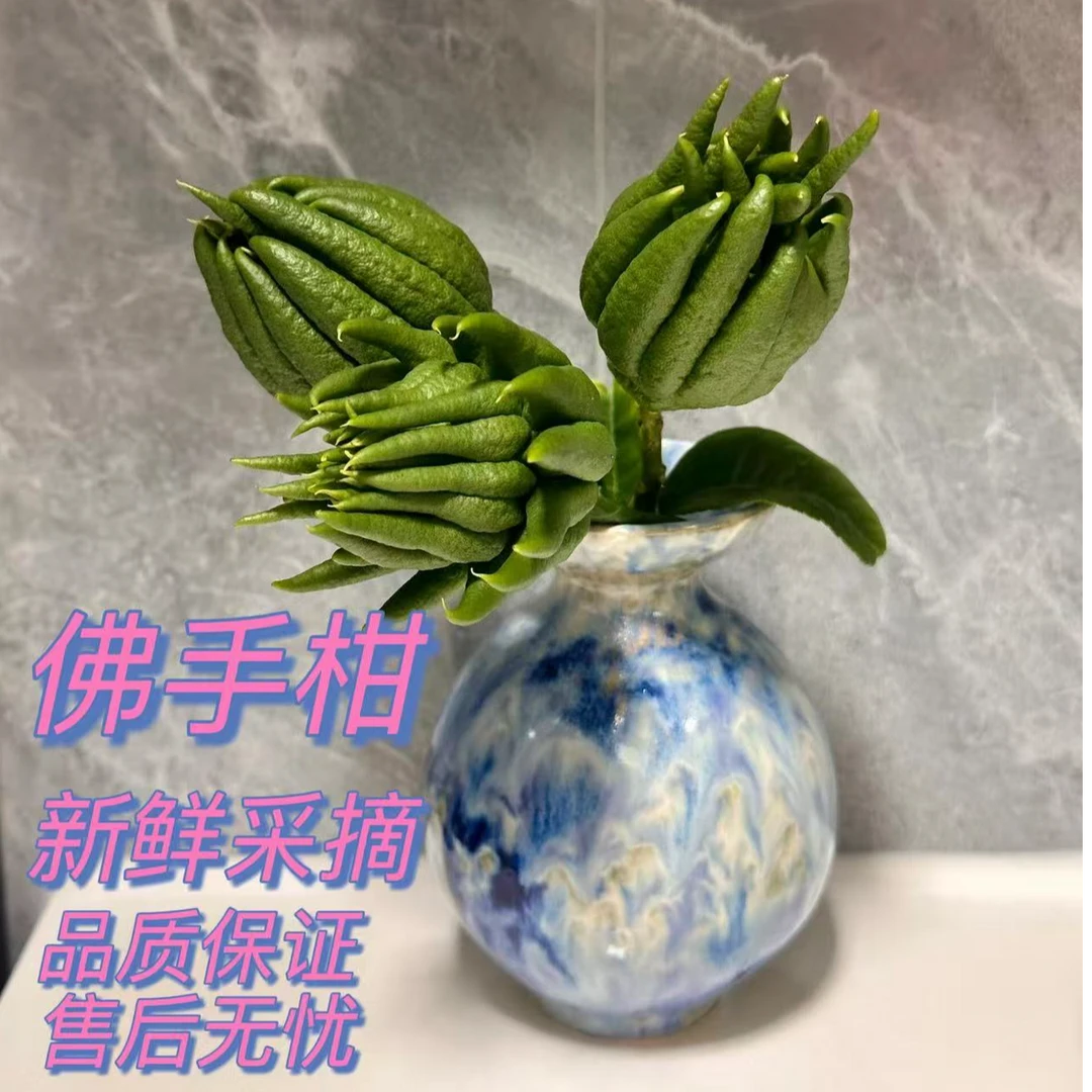 【东施专属】新鲜现摘佛手柑佛手果观赏闻香食用室内绿植