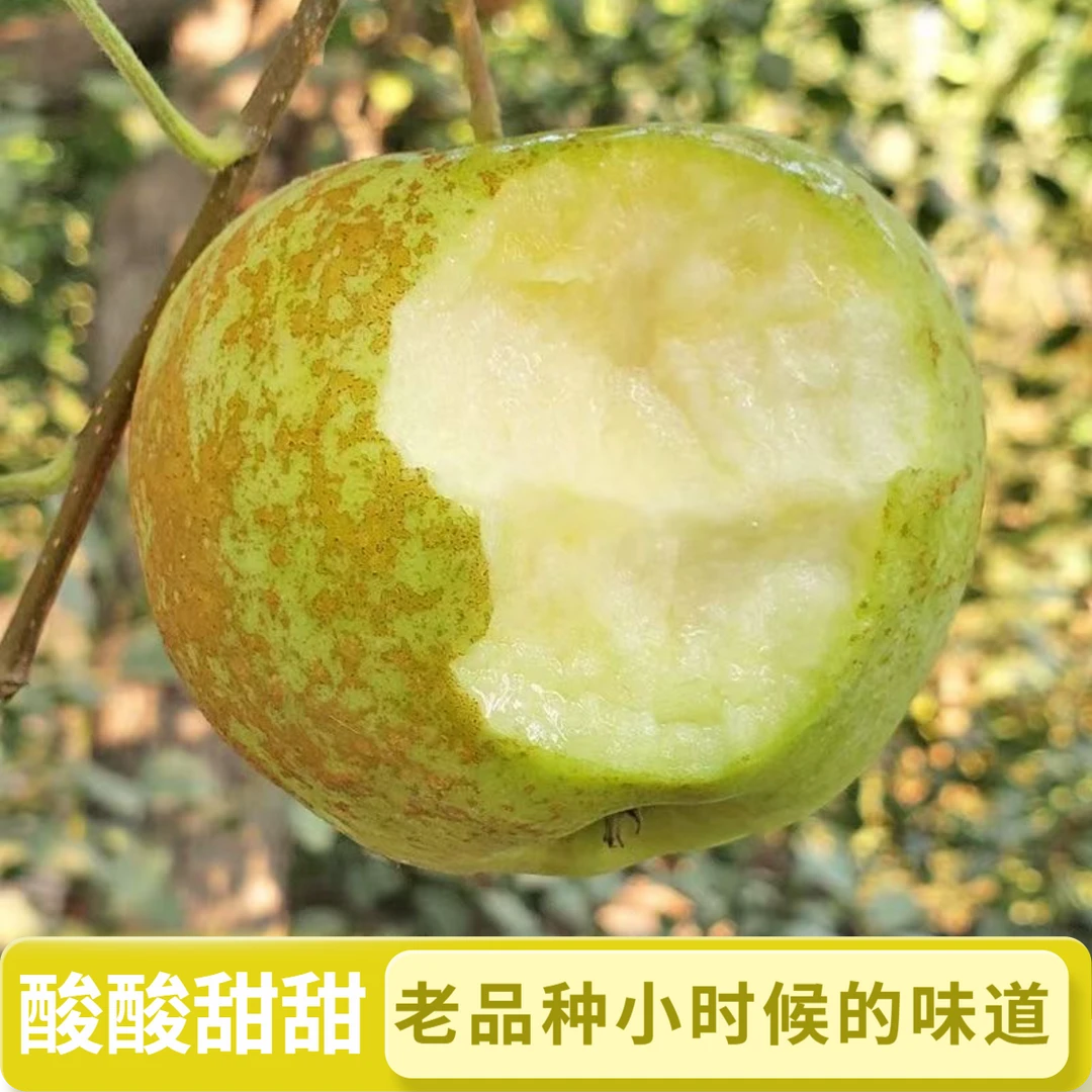 【老金帅苹果 顺丰明天到】酸酸甜甜嘎嘎脆 小时候的味道正宗老品种青香蕉新果新鲜现摘青苹果爽口多汁山东省