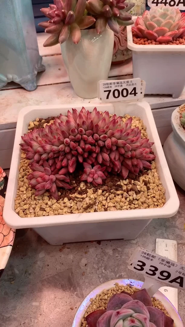 7004（一物一拍，精品多肉，w所见即所得 ）