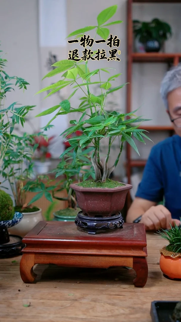 完全开放?***堂发财树006