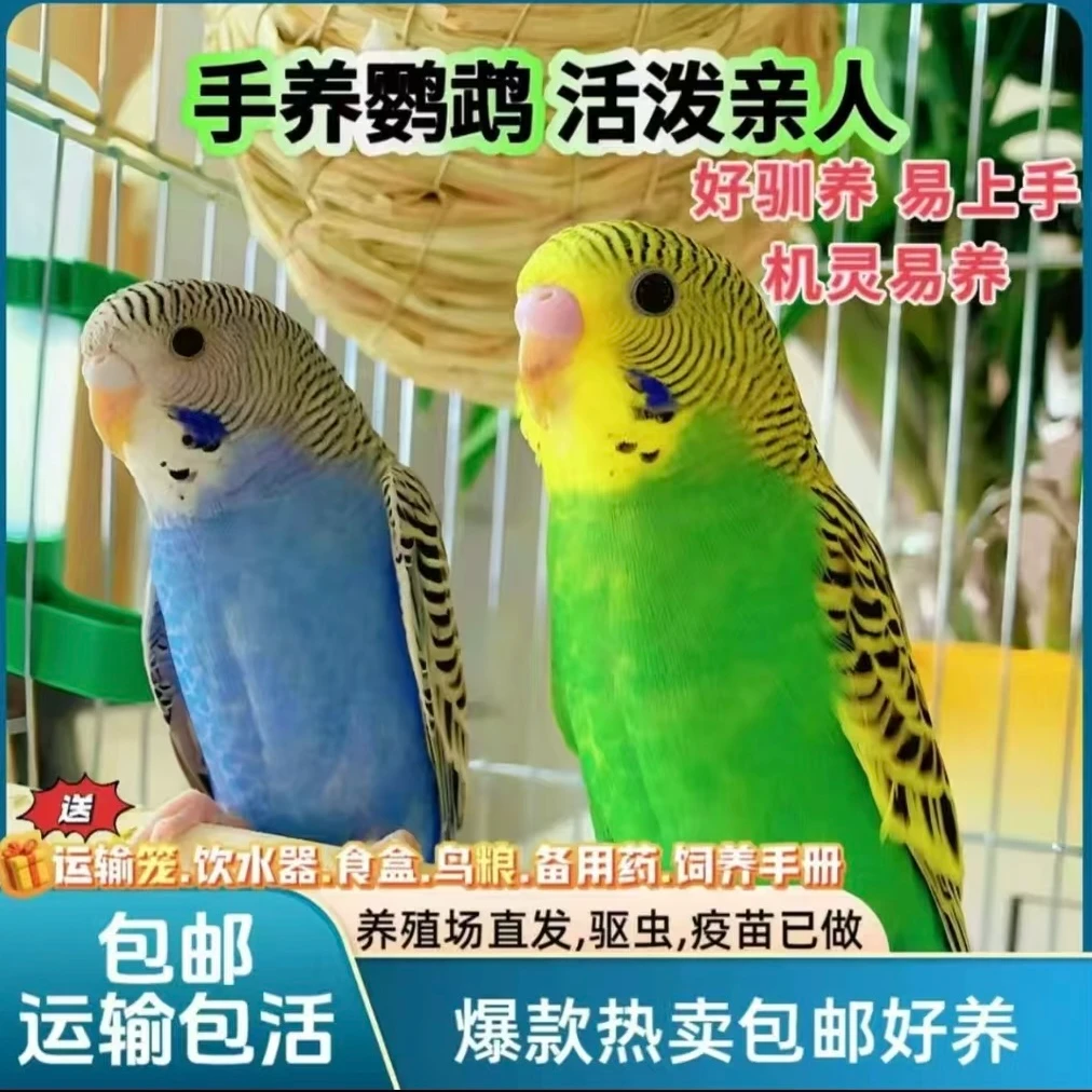 （特价）会说话的彩色虎皮鹦鹉鹦鹉小鸟手养亲人上手不咬人直播间
