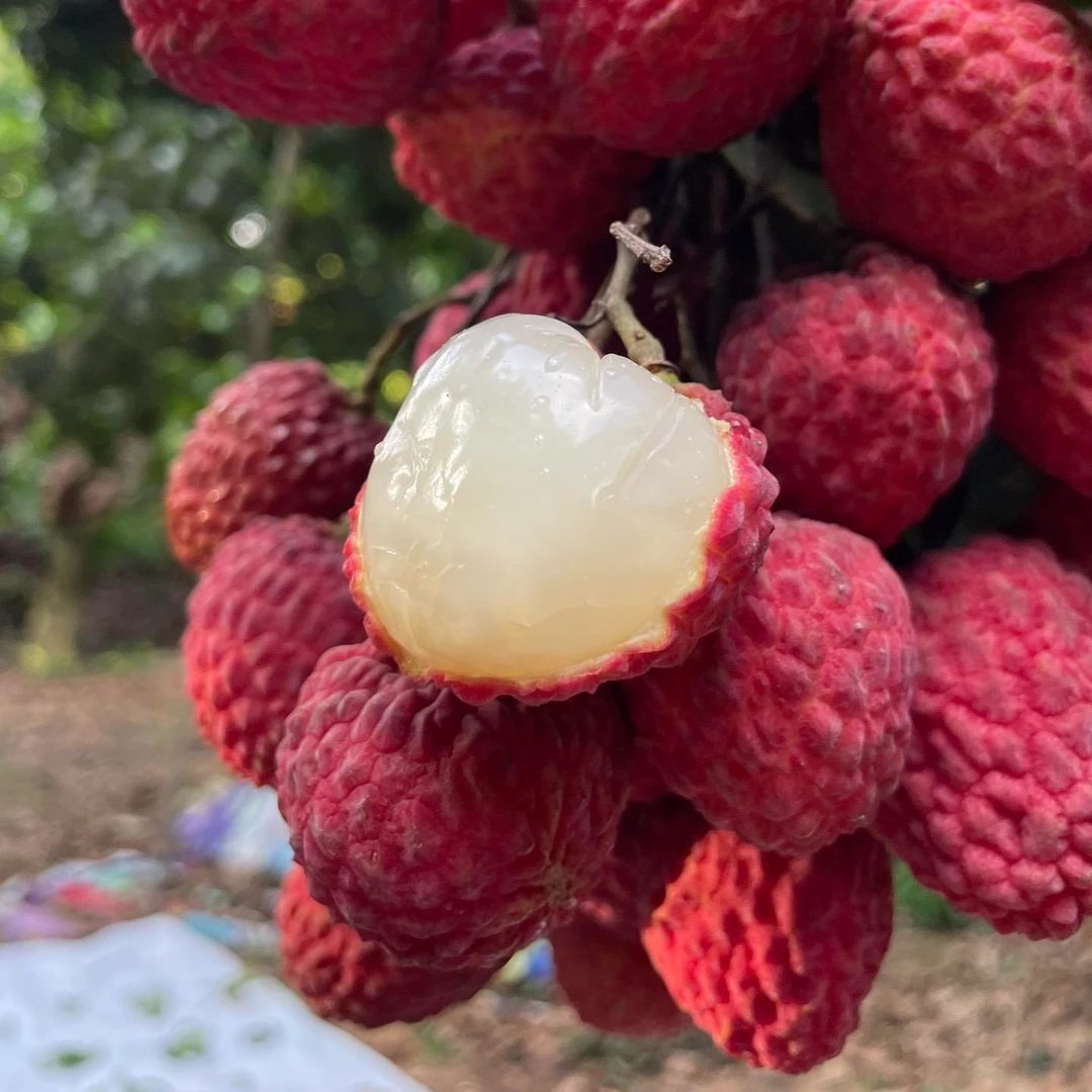 直播间（一物一拍）各种荔枝果树荔枝树果苗嫁接苗-盆栽地栽