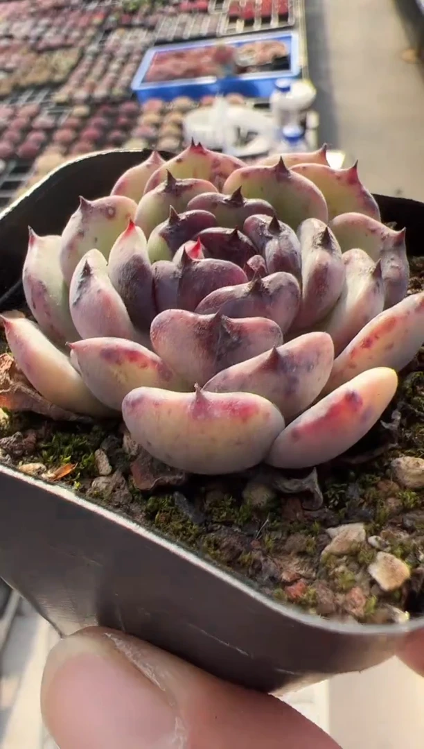 【闪购商品】新款多肉-214