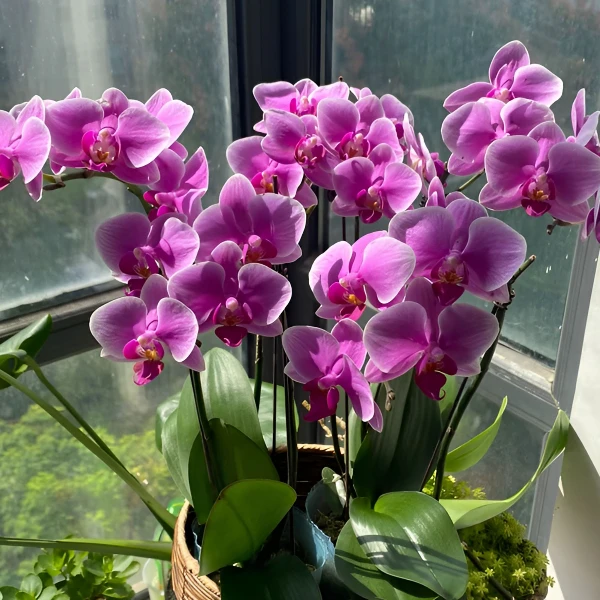 老婚宴蝴蝶兰 高档室内盆栽 花期长 易养护 婚礼布置优选基地直发