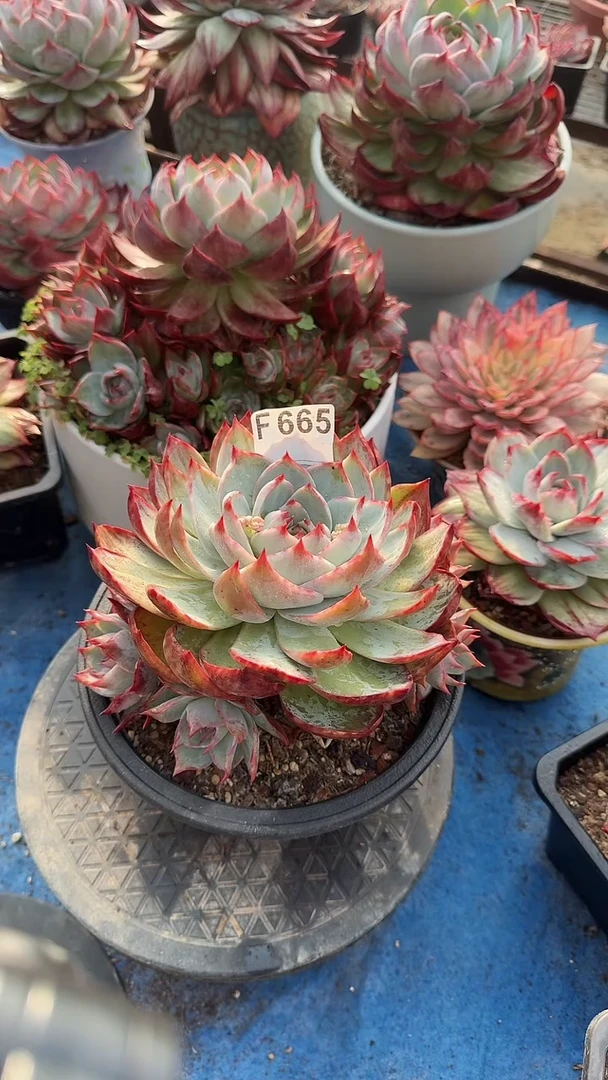 F665惊鸿（不包整）（裸根发货）