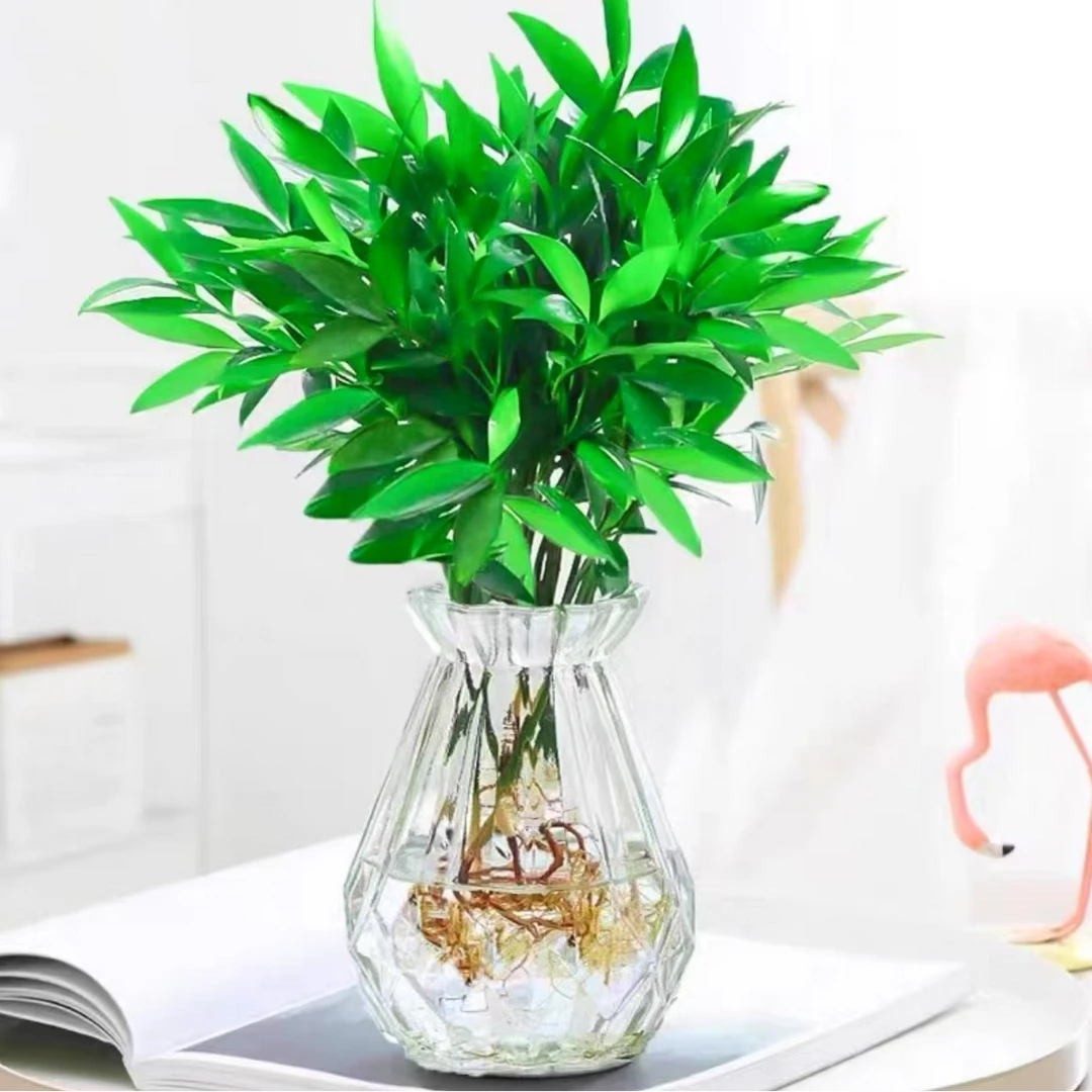 天然驱蚊竹柏植物客厅室内卧室阳台办公室防蚊植物花卉好养