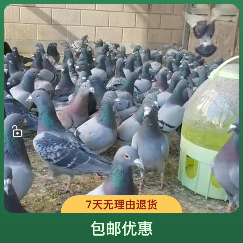 包邮信鸽赛鸽种鸽足环