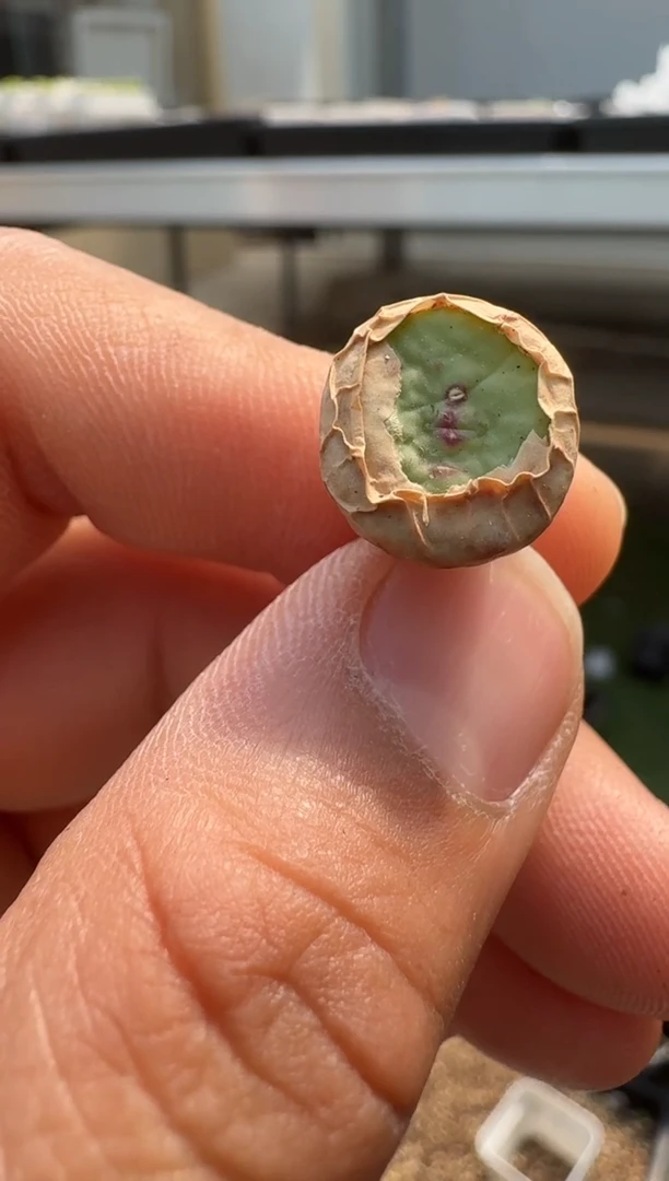 美丽的肉石头（25-31）-47