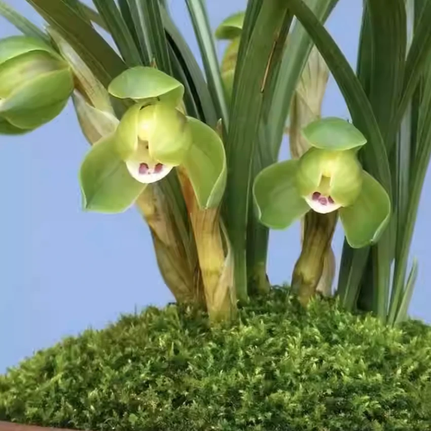 春兰荷瓣开花浓香正格荷瓣好养易活兰花室内外绿植植物盆栽