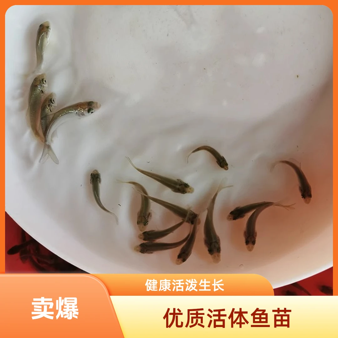 广东乌龟吃的小鱼仔喂乌龟饲料鱼活鱼食蚊鱼麦穗鱼龙鱼斗鱼宠物