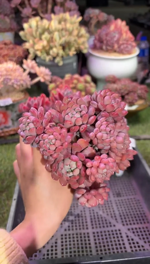 【闪购商品】05579