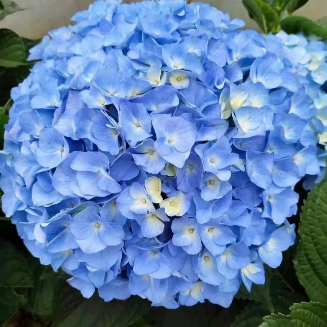 【大海蓝绣球】原盆原土好养易活带花带花苞大花球