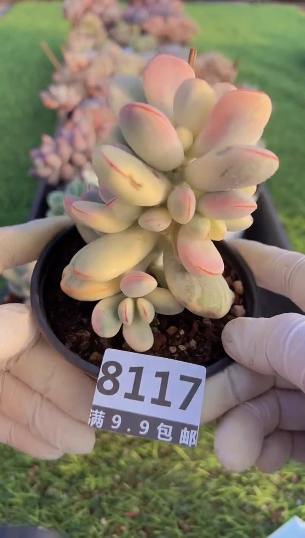 【闪购商品】信福多肉一物一拍