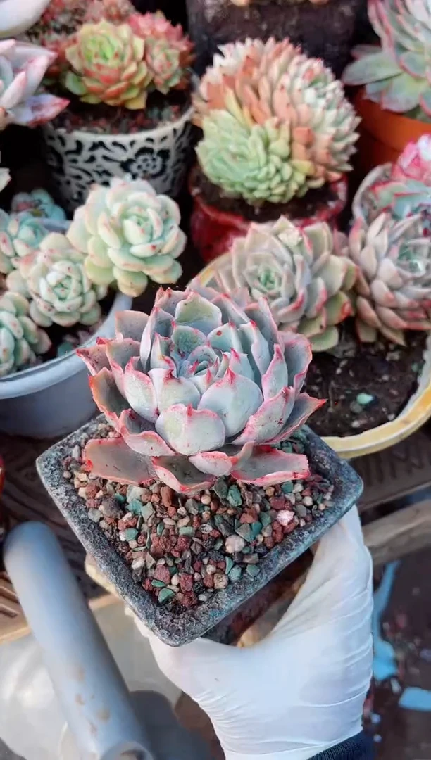 【闪购商品】23118