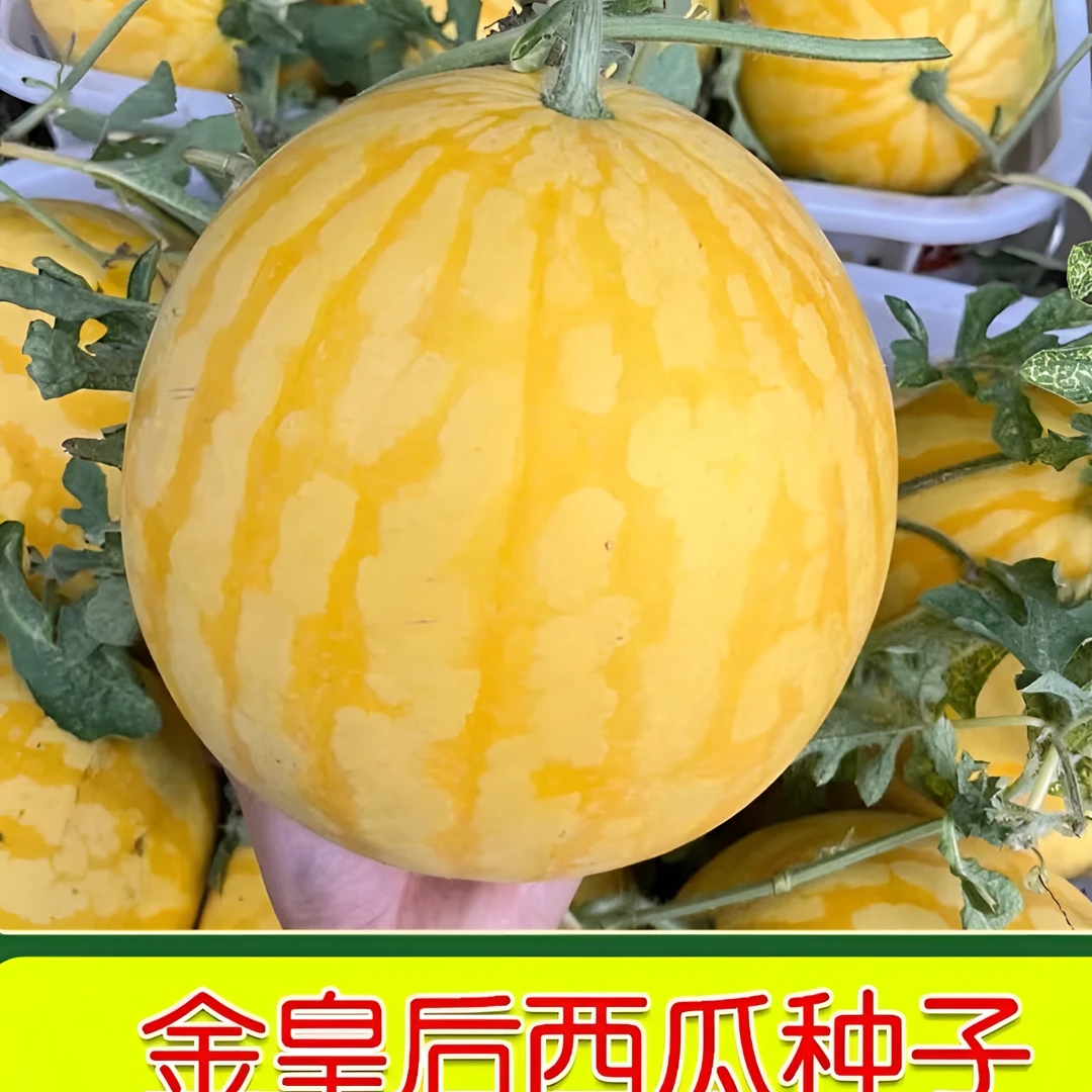 【黄皮赤金西瓜种子】四季金皇后西瓜种子赤金黄皮西瓜庭院阳台