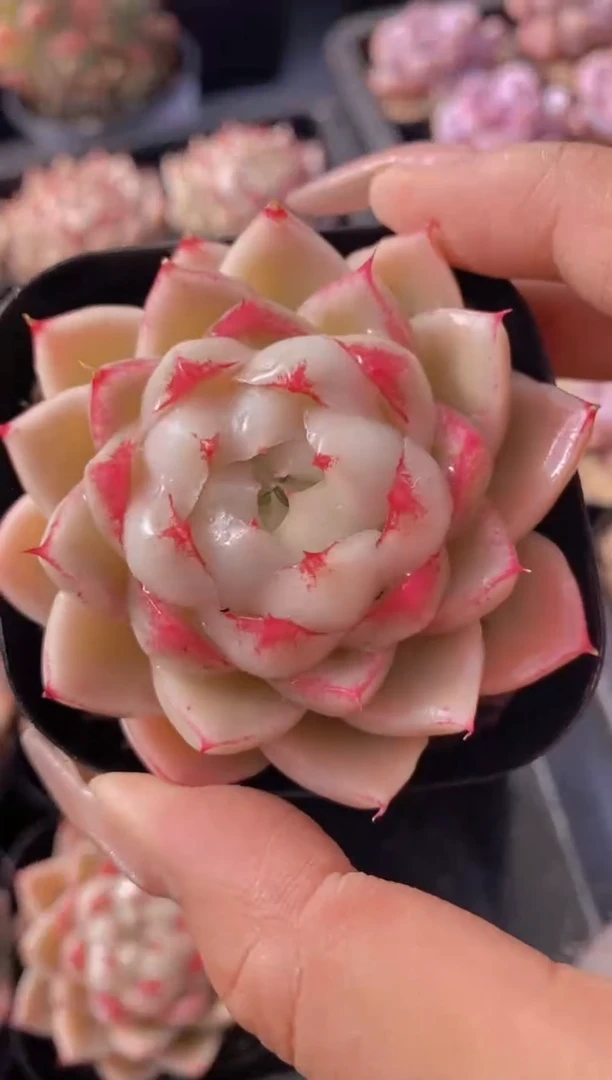 【闪购商品】D907-香雾带盆土（量拍）