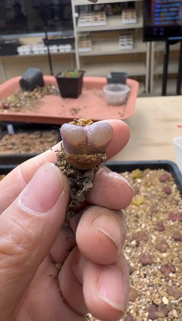 美丽的肉石头19-1013