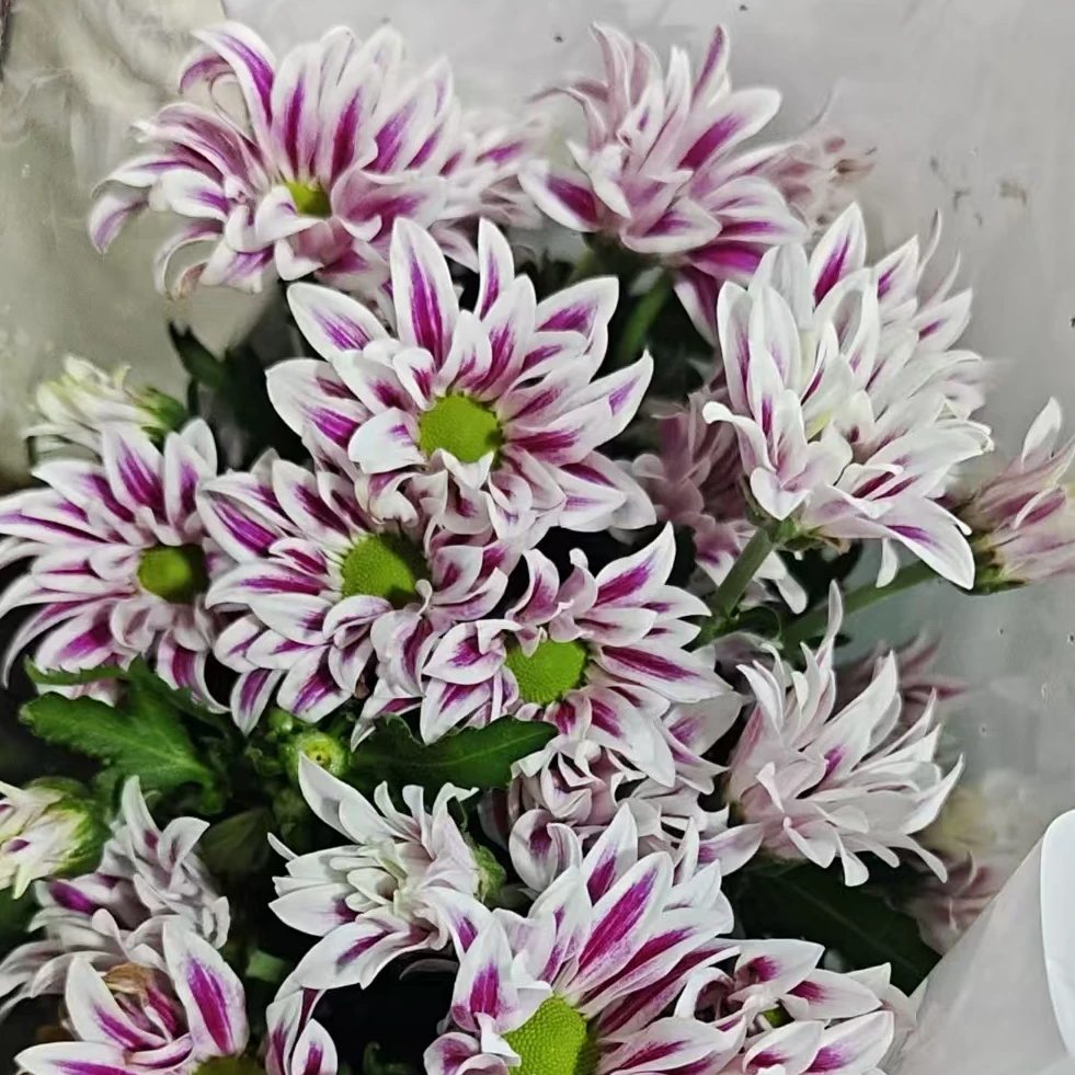 【源头一手价】典韵小雏菊一把  （8到10支）云南基地鲜花   家养