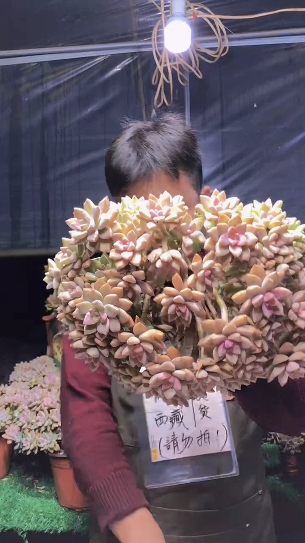 167淡雪缀化一物一拍