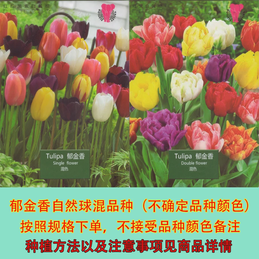 郁金香（自然球）种球需地栽混品种发货秋季下霜后种植
