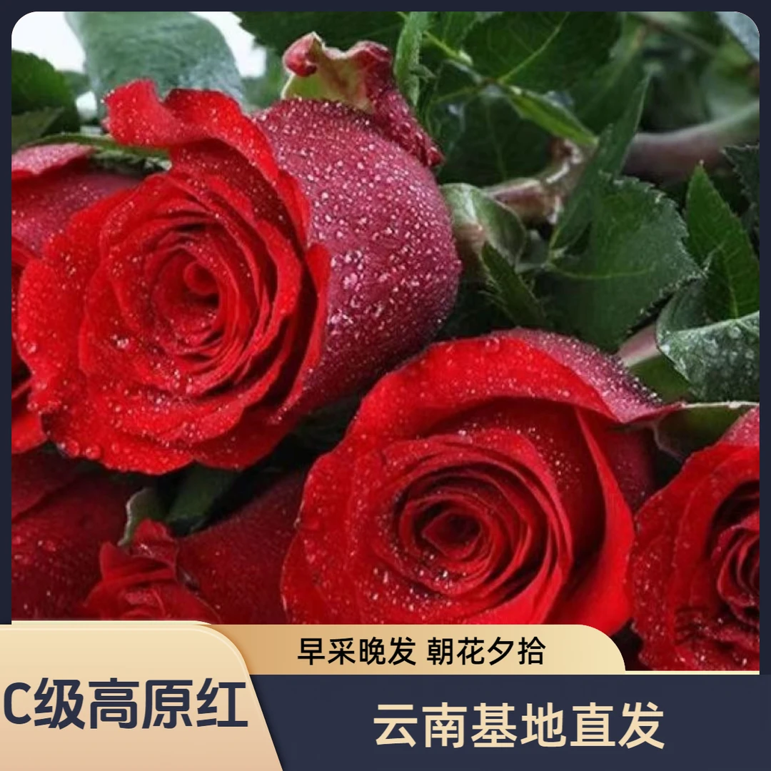【C级高原红玫瑰】云南基地自产自销 一单包邮
