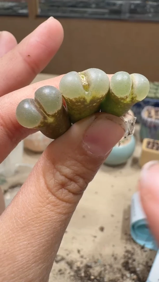 13-73多肉植物肉锥