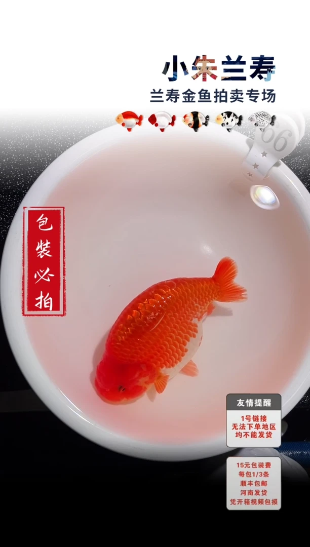 金鱼包装必拍未拍顺丰到付66号