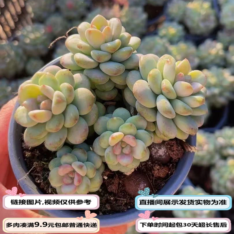 冰心美人（多肉植物）以直播间展示为准云南基地源头直发新手好养