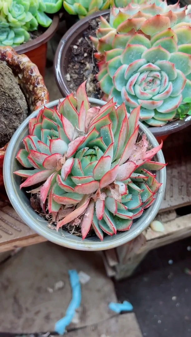 梦***憾16032多肉植物一物一拍