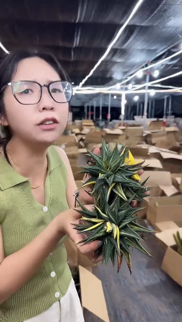 琉璃殿锦2颗9.99