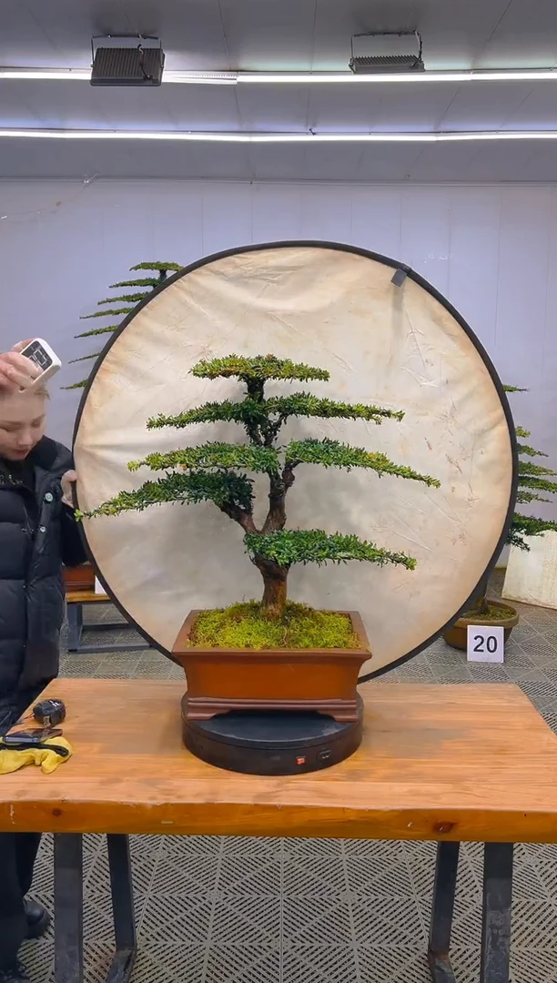 无花朵一物一拍一物一拍