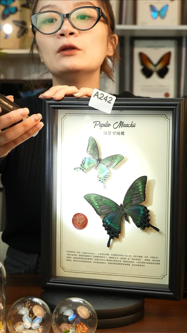 绿带翠凤蝶春+夏款双蝶（A4黑框）A242