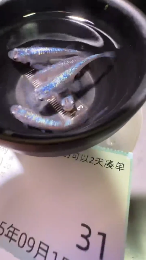 青鳉鱼观背青鳉观背青鳉31