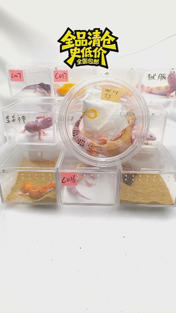 豹纹守宫全品清仓全国包邮雪花日蚀7.3出壳