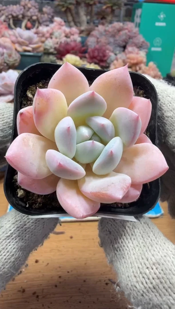 东云多肉园三店-180