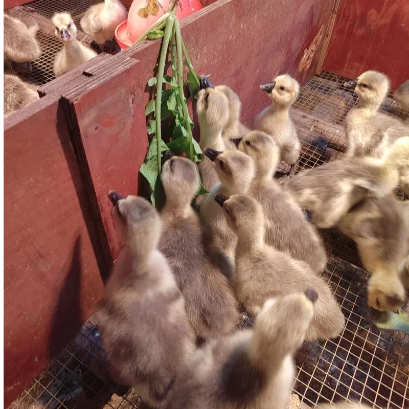 特大品种 半斤狮头鹅 鹅肉