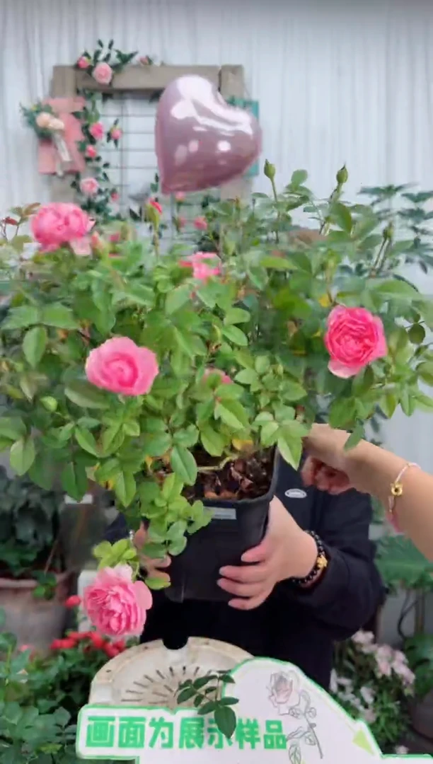 当前无花栽培后可以开花2.8根接 盈盈粉 DY0928012