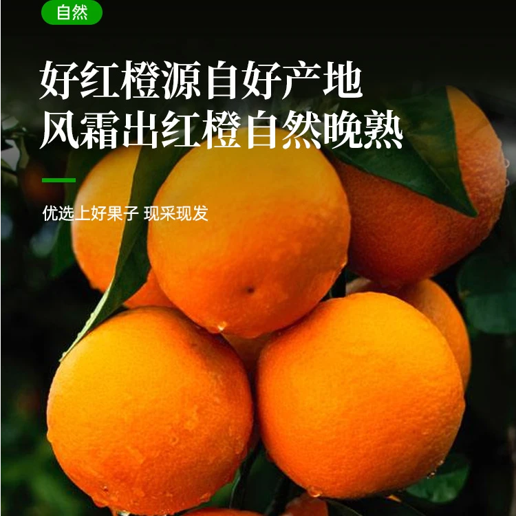 正宗秭归中华红肉血橙5斤新鲜应季水果橙子原产地直采果面油胞