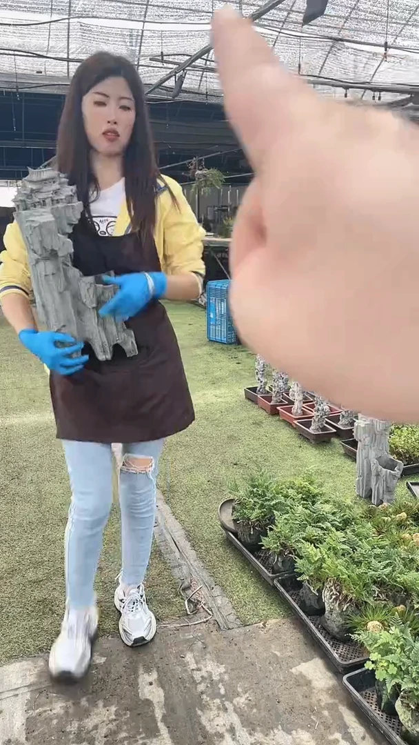 无花朵大房子 造型 盆景