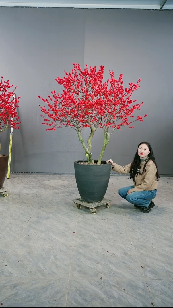 无花朵梁*宇北美冬青