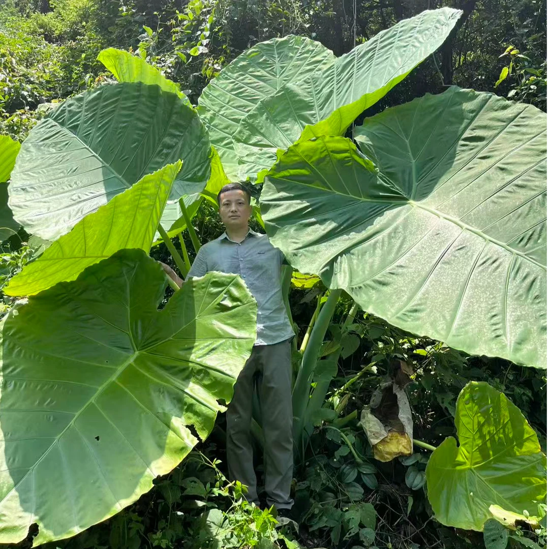 象耳芋大野芋海芋大型绿植可水培土培用于客厅阳台福利品