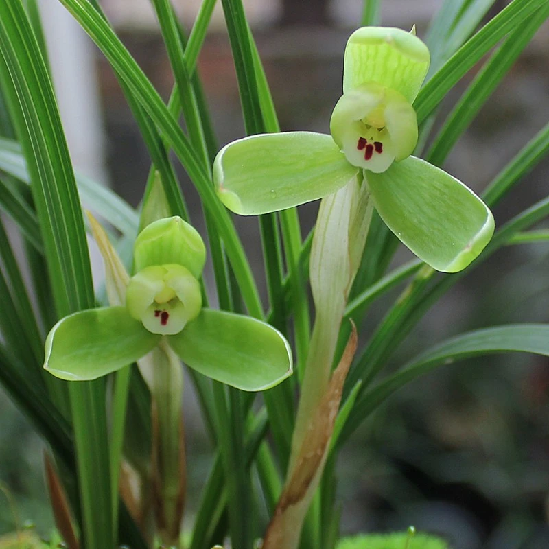 春兰铭品【龙字】精品国兰春兰老八种高端品质兰花室内好养易活