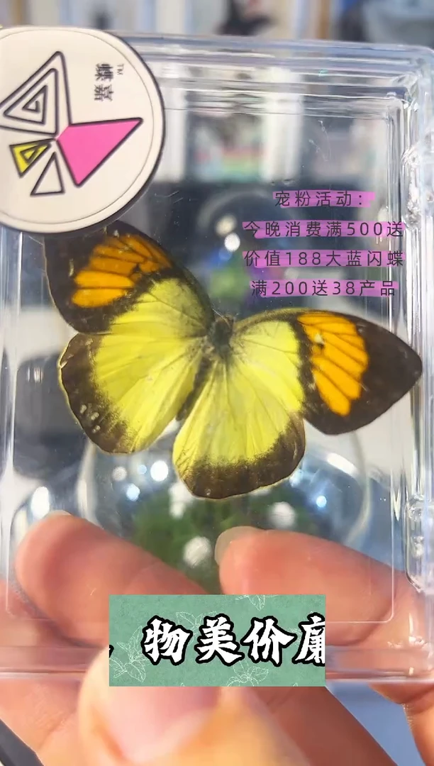 陈粉蝶111111111111